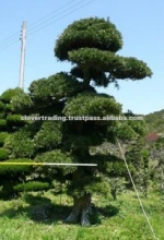 Big Live Plant Bonsai