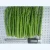 Import Bulk IQF Fresh Blanched Frozen White and Green Asparagus Spears from China