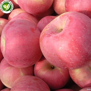 Bulk prices new peeled fruit brand iqf chinese frozen apple cubes