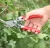 Import Bypass Pruner Type and Metal Material shears,garden tree scissors from China