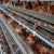 Import chicken chicken quail cages for sale from China