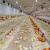 Import chicken farm establishment equipment for chiken farm equipment chicken with top quality from China