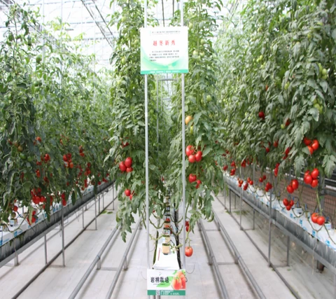 Chinese Agriculture Intelligent Automated Glass Greenhouse for Agricultural Park/Sightseeing/Botanical Gardens