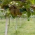 Import Chinese export grade fresh green heart kiwi fruit from China