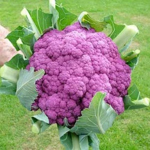 Chinese Fresh Frozen IQF Cauliflower
