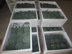 Chinese Fresh Green Broccoli