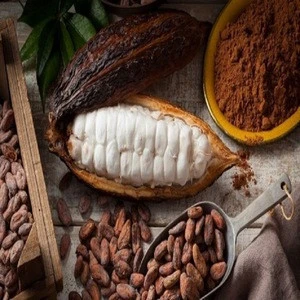 Cocoa Cocoa Powder Chocolate Malt Drink Nutrition Beverage