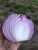 Import Competitive Price Premium Quality Fresh Red Onion With Wholesale from China