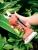 Import Deepbang 3cm Tree Planting Garden Li-battery Power Pruning Electric Pruner Scissors For Cutting from China