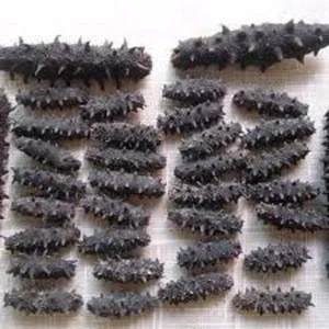Dried Sea Cucumber for sale .