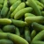 Import Export Quality Fresh Cucumber from USA from China