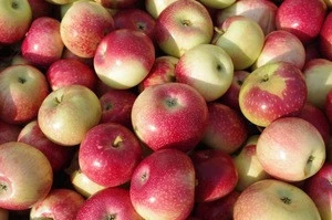 Fresh Apple,Delicious,High Quality From South Africa