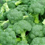Fresh Broccoli good price