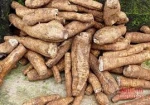 FRESH CASSAVA / CASSAVA TUBERS FROM VIETNAM for Wholesale