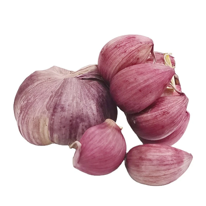 fresh garlic purple garlic packing for mesh bag or carton kenya import garlic from china