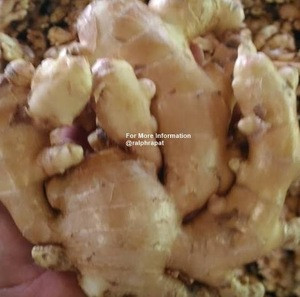 FRESH GINGER CHEAPEST LAST CROP SALE NOW!!!