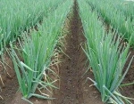 Fresh Leek / Frozen Leek / Fresh Scallion / Vegetables (+62)-811-8600-539
