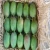 Import Fresh Mangoes/Alphonso Mangoes 2016 from Philippines