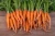 Import Fresh Organic Carrots Wholesale from Ukraine