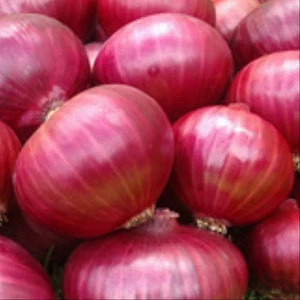 Fresh Red onion best price Wholesale supplier