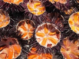 Fresh Sea Urchin