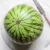Import Fresh Water Melons in best price from Canada