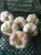 Import Fresh White Garlic , Purple Garlic for sale ready to export from Egypt season 2020 from Egypt
