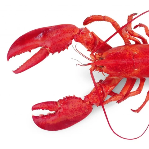 Frozen Crawfish Lobster For Sell At Discount Price