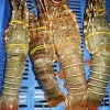 Frozen Lobster whole & Tails