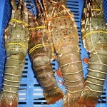 Frozen Lobster whole & Tails