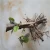 Import FTE Paulownia Roots Seedling for Growing from China