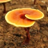 Ganoderma lucidum reishi mushroom extract 8:1 certified organic kosher check 100% pure immune support anti-aging wellness