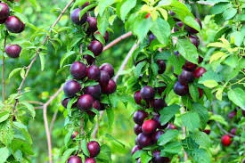 Good Quality Fresh Plums Available