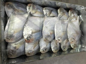 Good quality Frozen Silver Pomfret fish