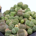 green lithops  wholesale live plants cactus nurseries succulent pink lithops plant succulent