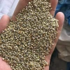 Green Millet/Indian Bajra/Millet Grains at Bulk Rate, whatsapp - +91-9891317790