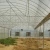 Import gutter connected film greenhouse for vegetable seeding and planting from China