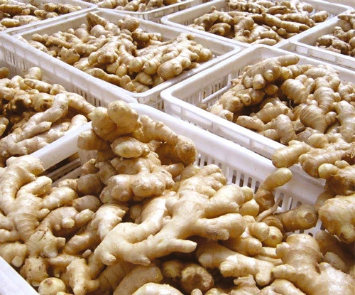 High quality fresh ginger suppliers