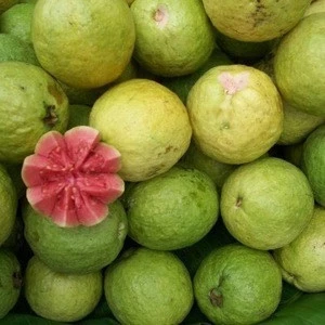 HIGH QUALITY FRESH GUAVA WITH CERTIFICATION HACCP FROM POLAND