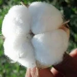 High Quality Raw Cotton