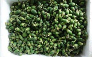 High Quality Vietnamese Fresh Betel Nut with the limited quantity From Phu Hai Minh