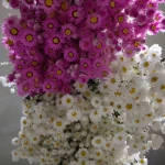 Home Art Decoration Valentine Day Gift Wholesale Real Natural Preserved Dried Flowers Bouquet Helichrysum Daisy