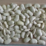 Hot Selling  Dried Common Large White Kidney Bean Price For Wholesale