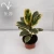 Import Indoor Plants Watch small Bonsai Natural Perennial Green home office desktop decoration plant from China