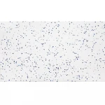 Kitchen Countertop G104LAP22B1 Lapis Lazuli Artificial Quartz Stone Slab With Competitive Price And High Quality