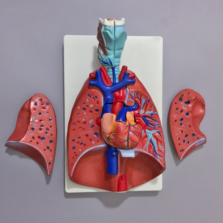 Buy Larynx, Heart And Lung Model Lung Anatomy Model Respiratory System ...