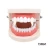 Import Masquerade Party Hotsale Halloween Party Tricky Toys Fake Vampire Teeth from China