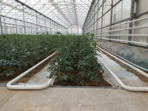 multi-span plastic film agriculatral greenhouse with ventilation