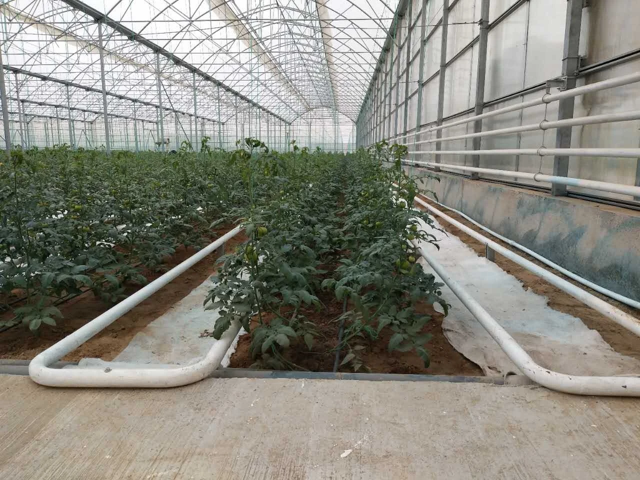 multi-span plastic film agriculatral greenhouse with ventilation