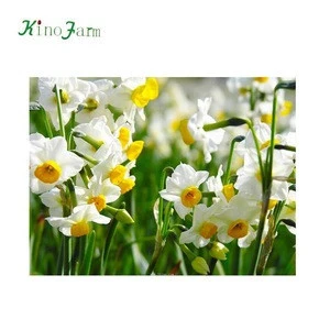 Narcissus tazetta var. chinensis